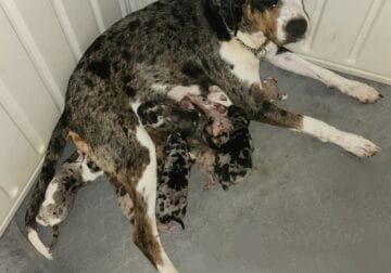 Duchess’ 2025 Catahoula puppies