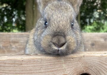 Purebred Flemish Giants