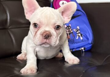 French bulldog puppies