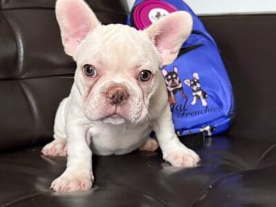 French bulldog puppies