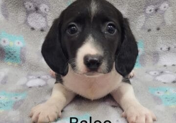 Dachshund babies