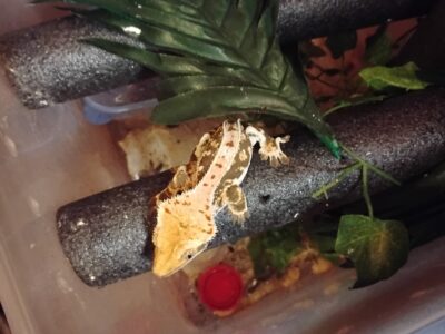 Red Lily White Crested Gecko