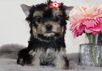 Yorkie girl Mocha