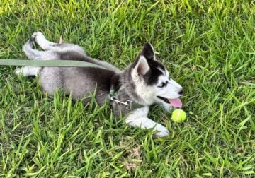Siberian Husky