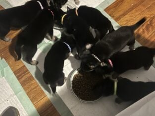 German Shepard puppies