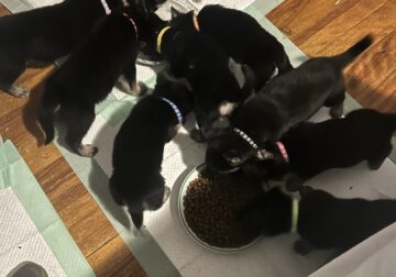 German Shepard puppies