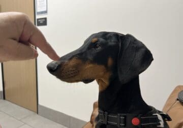 Sweet Doberman girl
