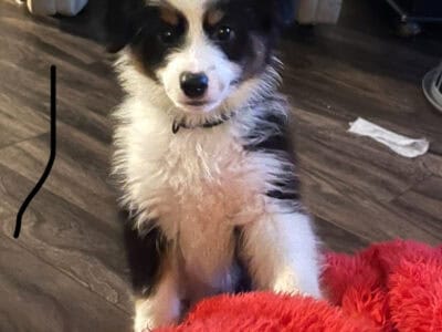 Mini Aussie Pups