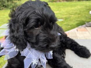 F1 Female Golden doodle