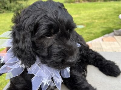 F1 Female Golden doodle
