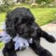 F1 Female Golden doodle
