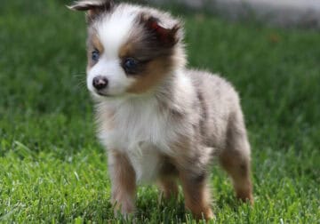 Lavern’s Blue Merle Male