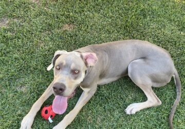 Hopper needs a new home