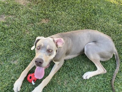 Hopper needs a new home