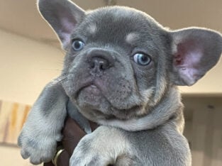 Frenchie