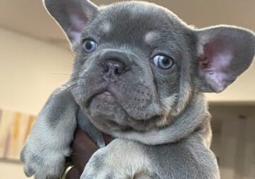 Frenchie