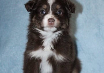 ASDR Australian Shepherd