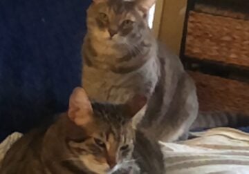 Free Duo Male Cats