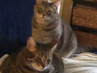 Free Duo Male Cats
