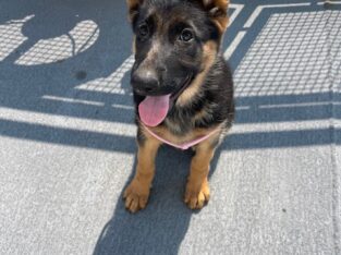 German Shepherd Dog puppies