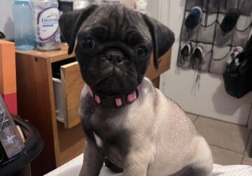 Female pug