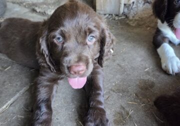 Seeking furever homes