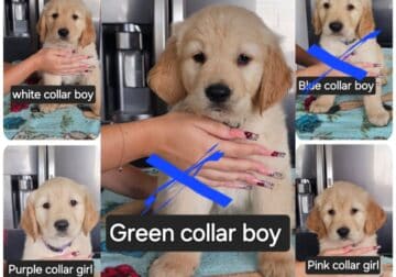 Golden Retrievers