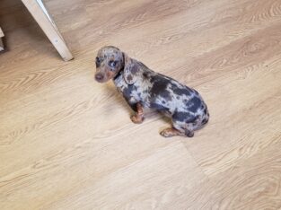 Mini-Dachshund