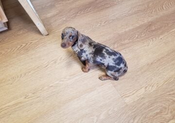 Mini-Dachshund