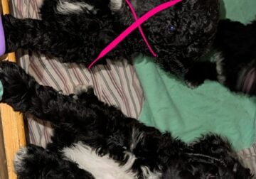 Goldendoodle female
