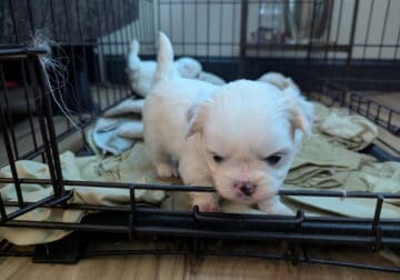 Malshi Puppies!