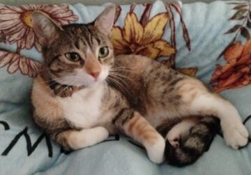 Young Spayed Calico