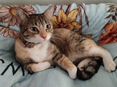 Young Spayed Calico