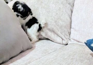 Male morkie 12 weeks old
