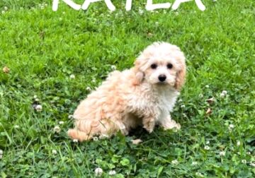 Kayla Female Cockapoo Puppy