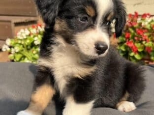 Mini Aussie Shepherd puppies