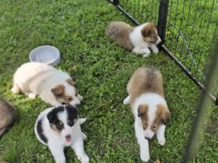 Rough, Scotttish Collie Puppies
