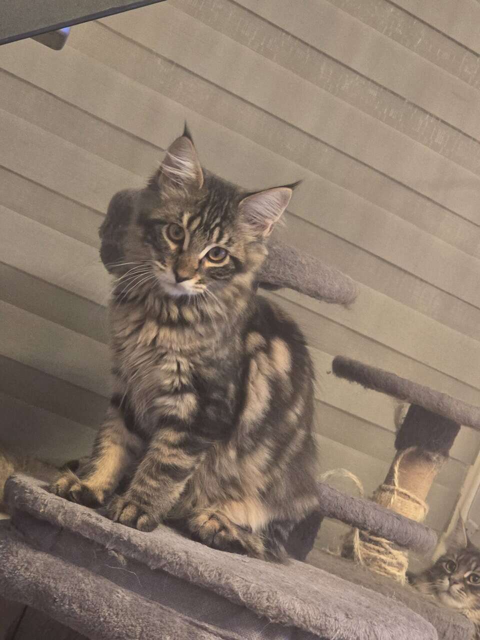 Maine Coon kittens image 2