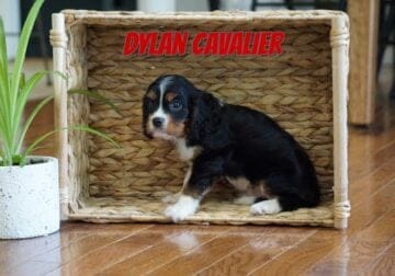 Dylan Male Cavalier