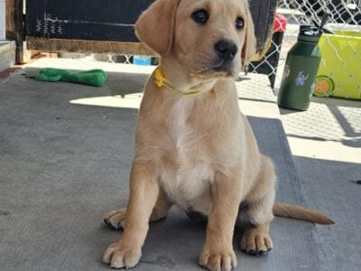 AKC Registered Labrador Puppies