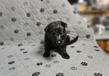 German shepherd