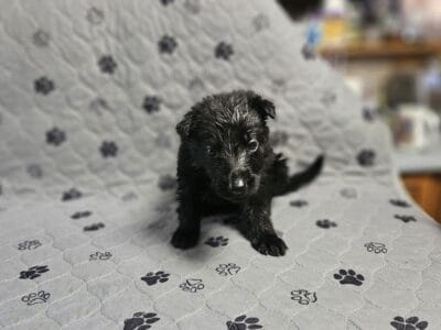 German shepherd