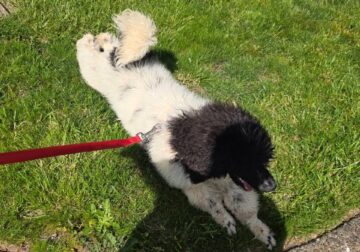 Standard Poodle