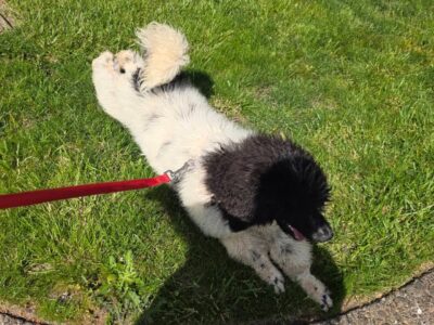 Standard Poodle