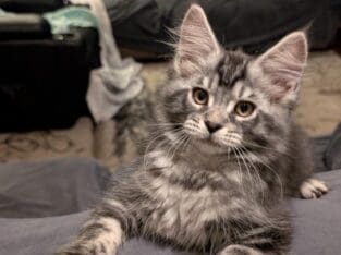 Maine coon kittens