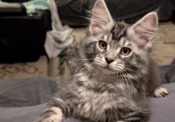 Maine coon kittens
