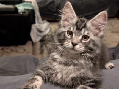 Maine coon kittens