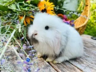 Mini Plush Teddywidders