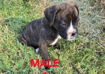 Boxer puppies