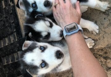 Siberian husky puppies